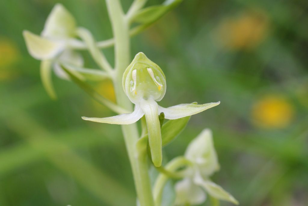 Aiuto e conferma identificazione orchidee